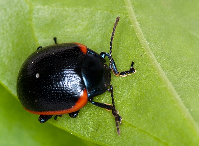 Chrysolina rossia